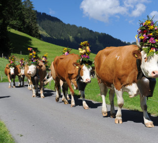 Bild eines Alpabzuges