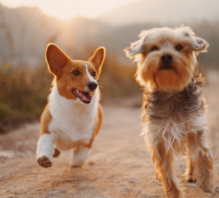 Bild von zwei Hunden