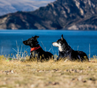 Bild von zwei Hunden