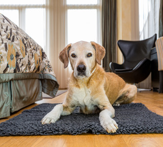 Hund im Zimmer